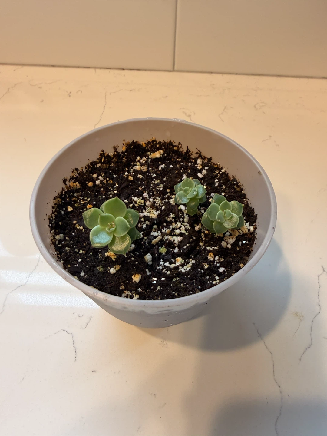 Three small succulent plants in a gray pot - photo 2