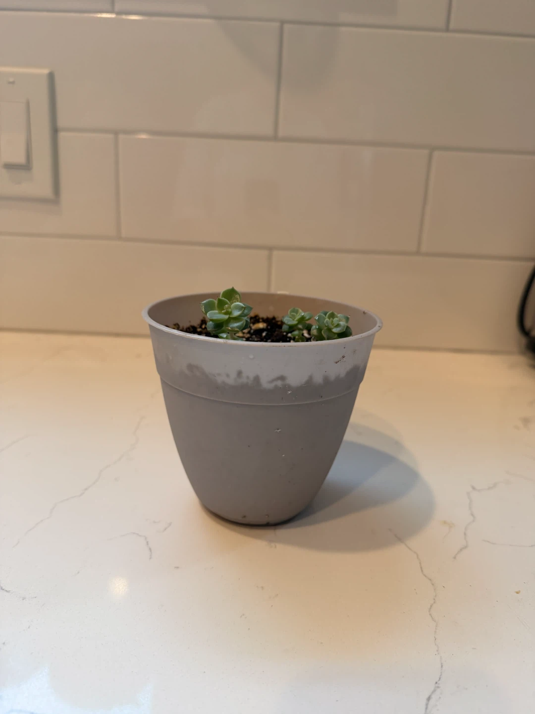 Three small succulent plants in a gray pot - photo 3