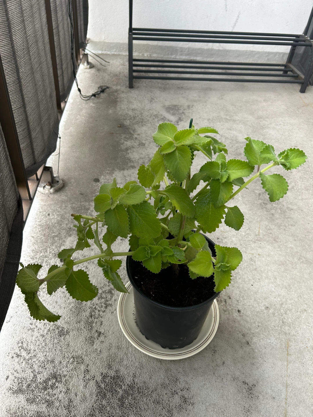 Plectranthus Amboinicus Plant