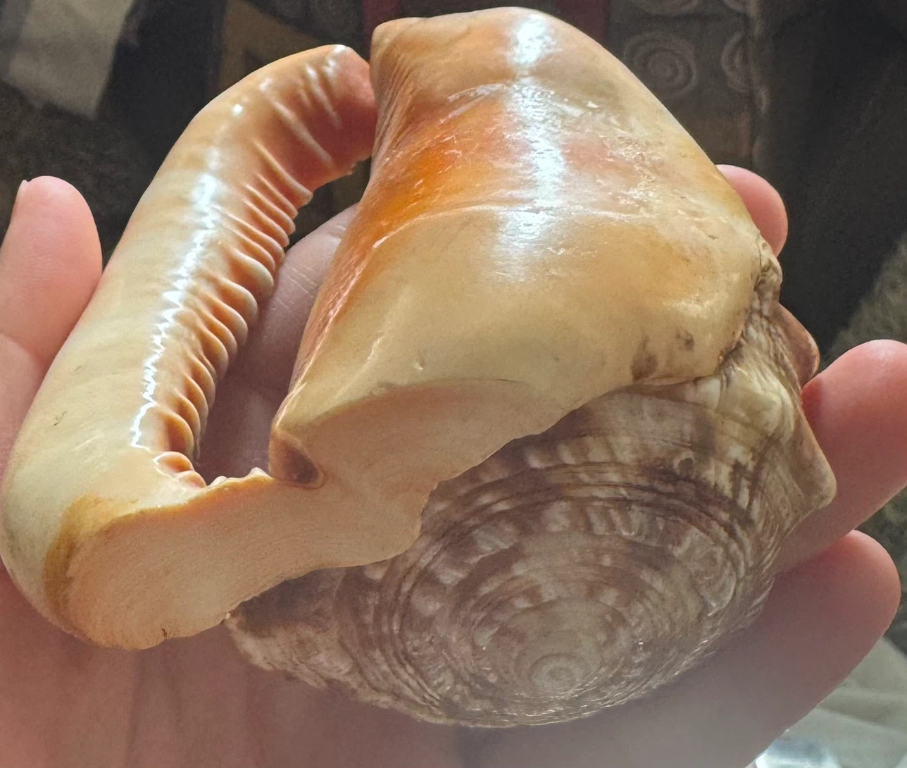 Decorative Decorated Cowrie Shell