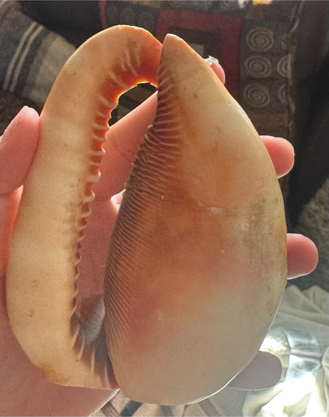 Decorative Decorated Cowrie Shell - photo 2