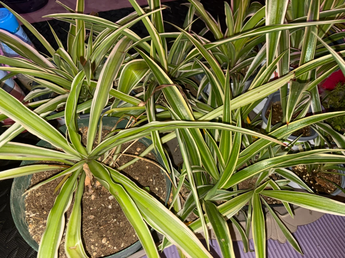 Variegated Spider Plant - photo 2