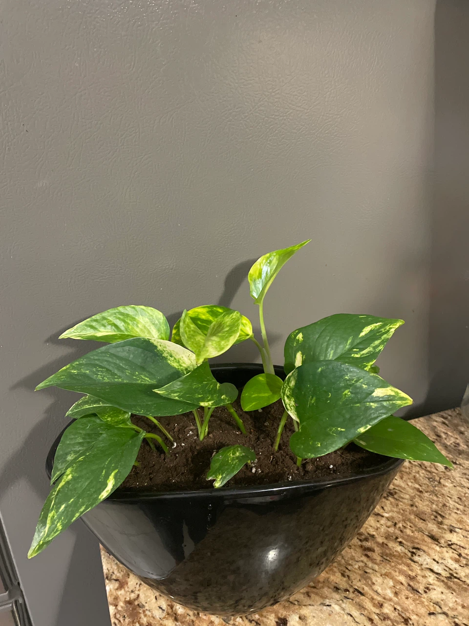 Golden Pothos Plant in Black Pot