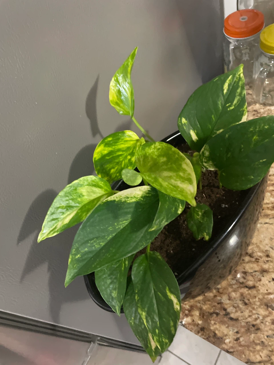 Golden Pothos Plant in Black Pot - photo 2
