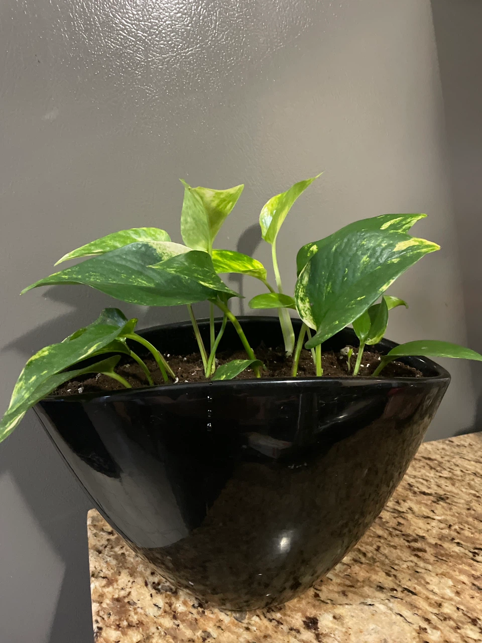 Golden Pothos Plant in Black Pot - photo 3