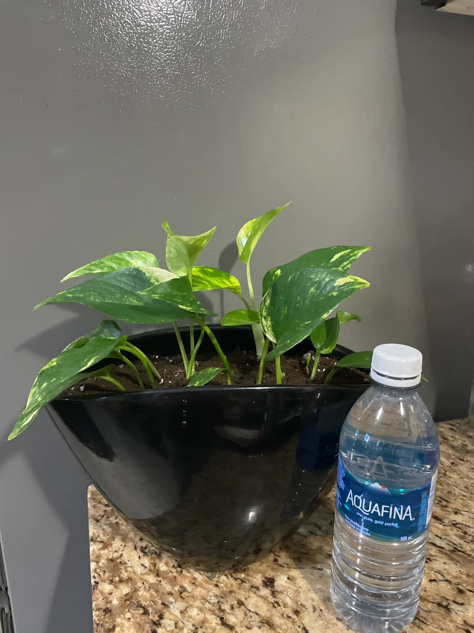 Golden Pothos Plant in Black Pot - photo 4