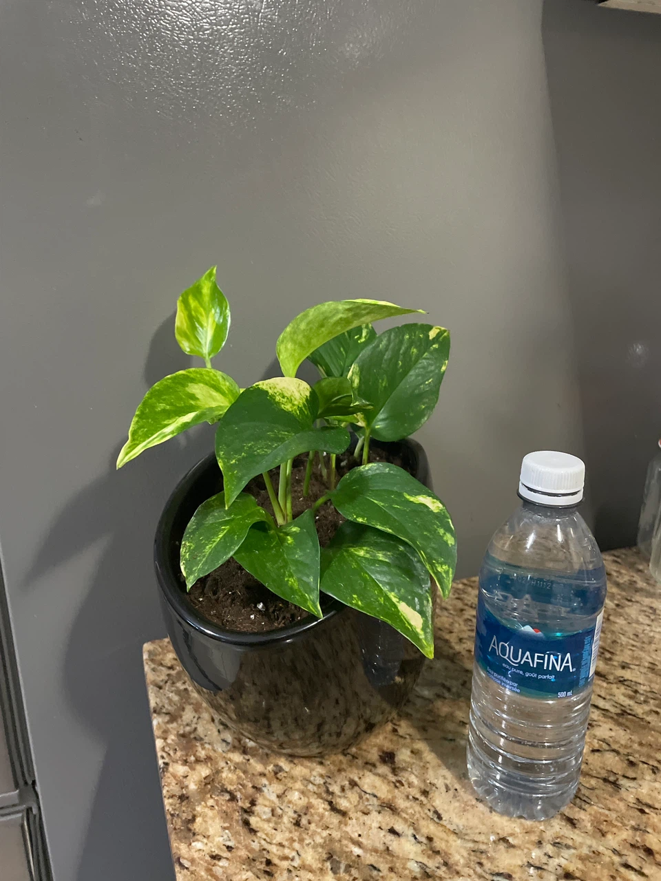 Golden Pothos Plant in Black Pot - photo 5