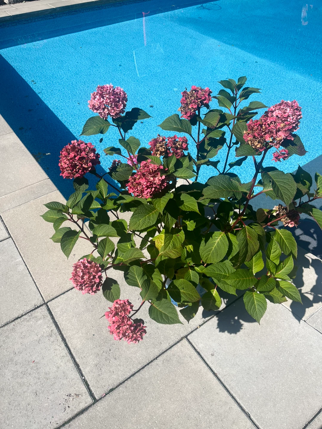 Endless Summer Hydrangea Plant