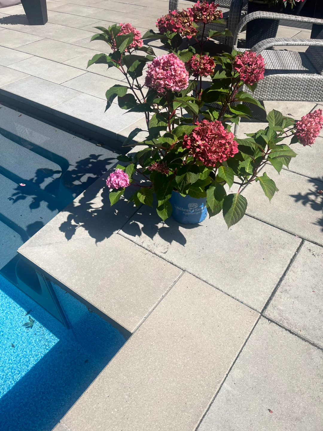 Endless Summer Hydrangea Plant - photo 2