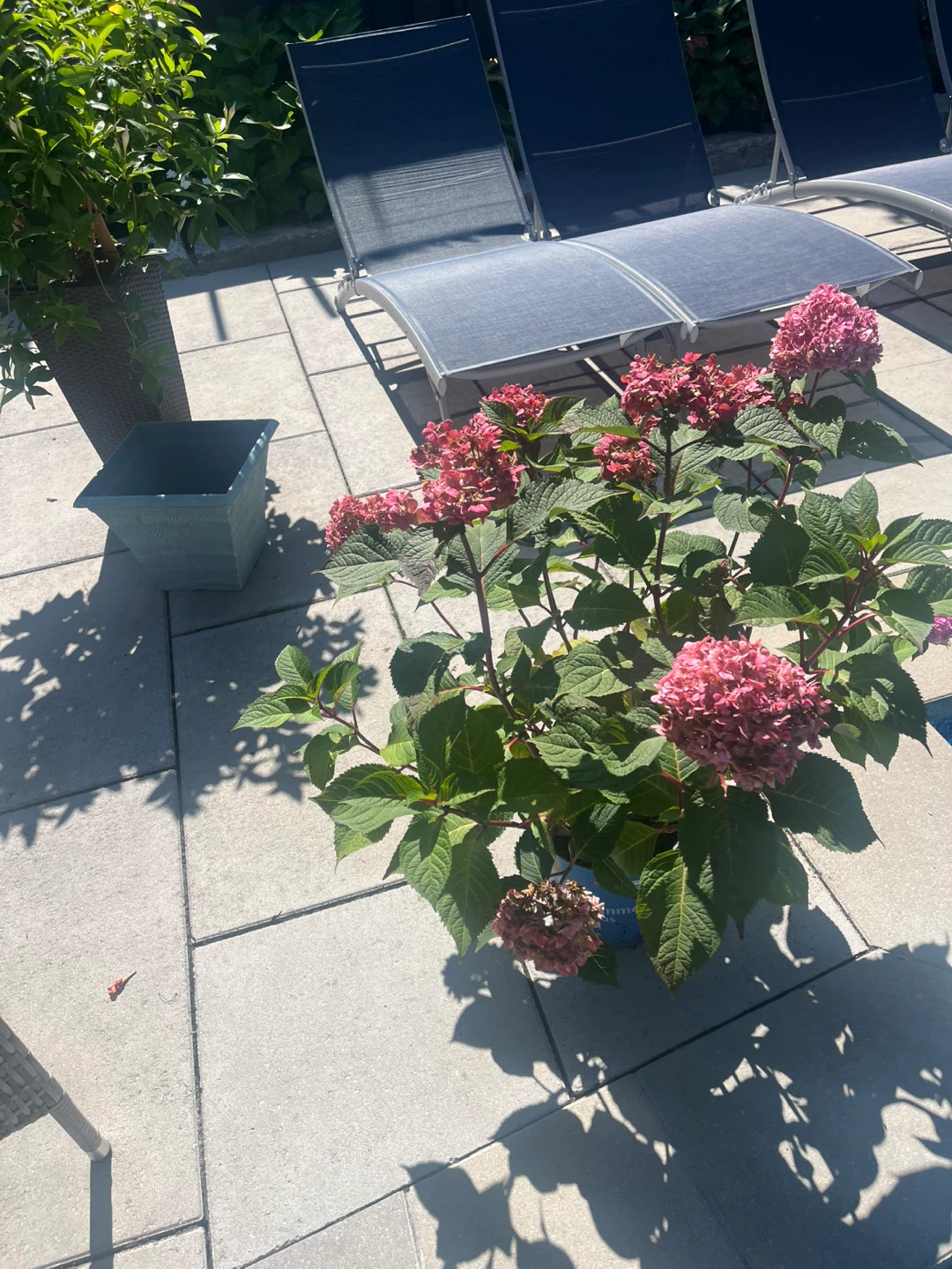 Endless Summer Hydrangea Plant - photo 3