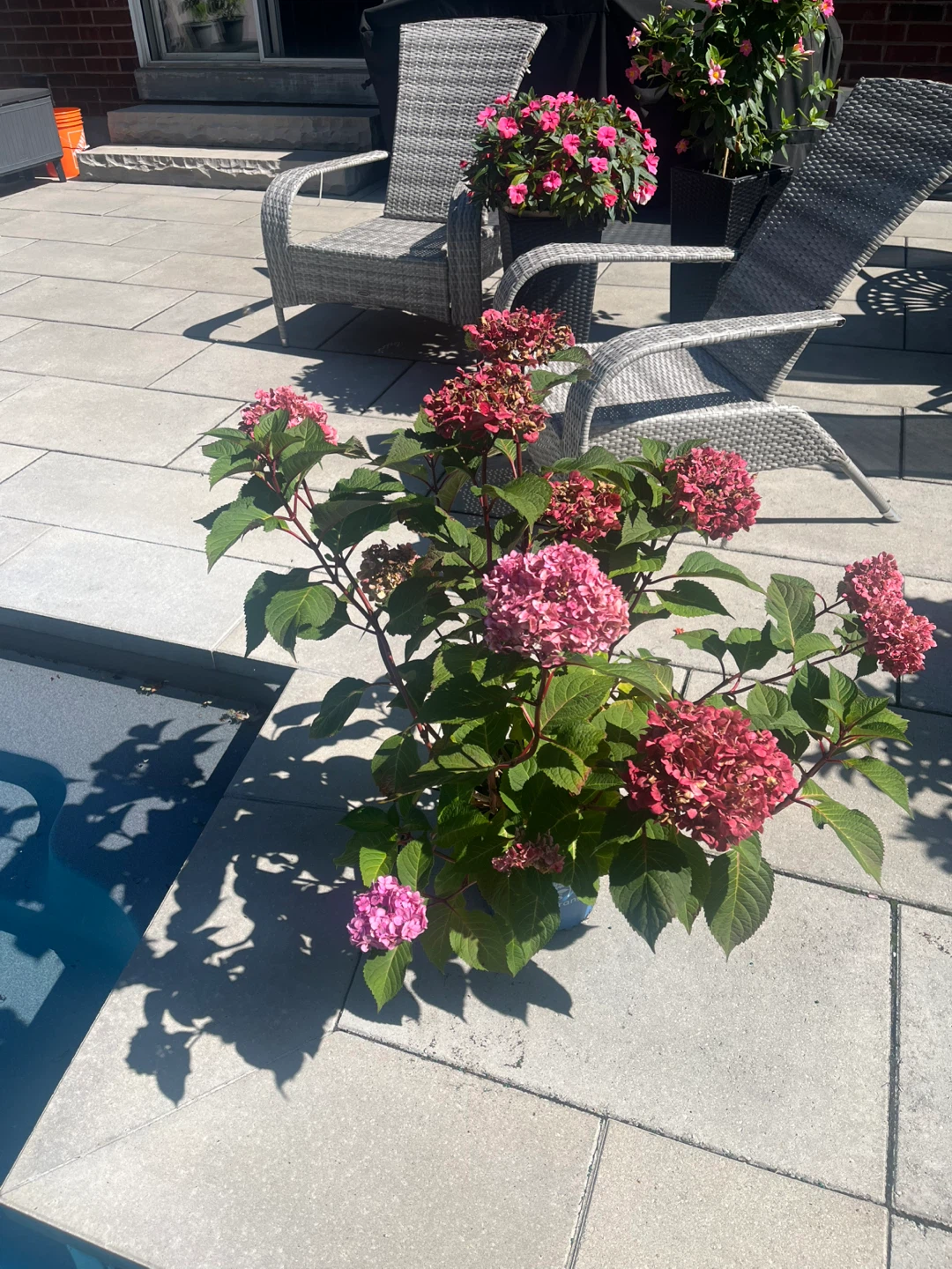 Endless Summer Hydrangea Plant - photo 4