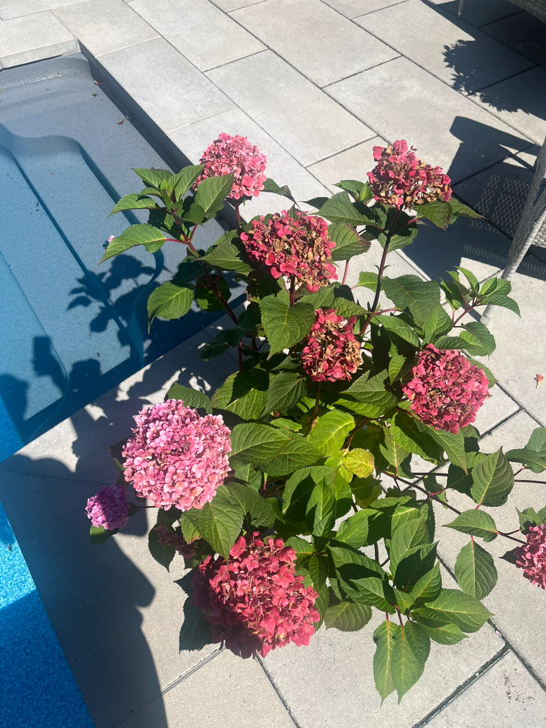 Endless Summer Hydrangea Plant - photo 5