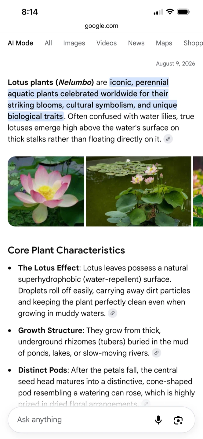 Lotus Plant