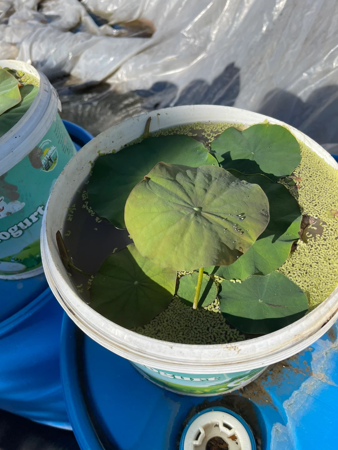 Lotus Plant - photo 2