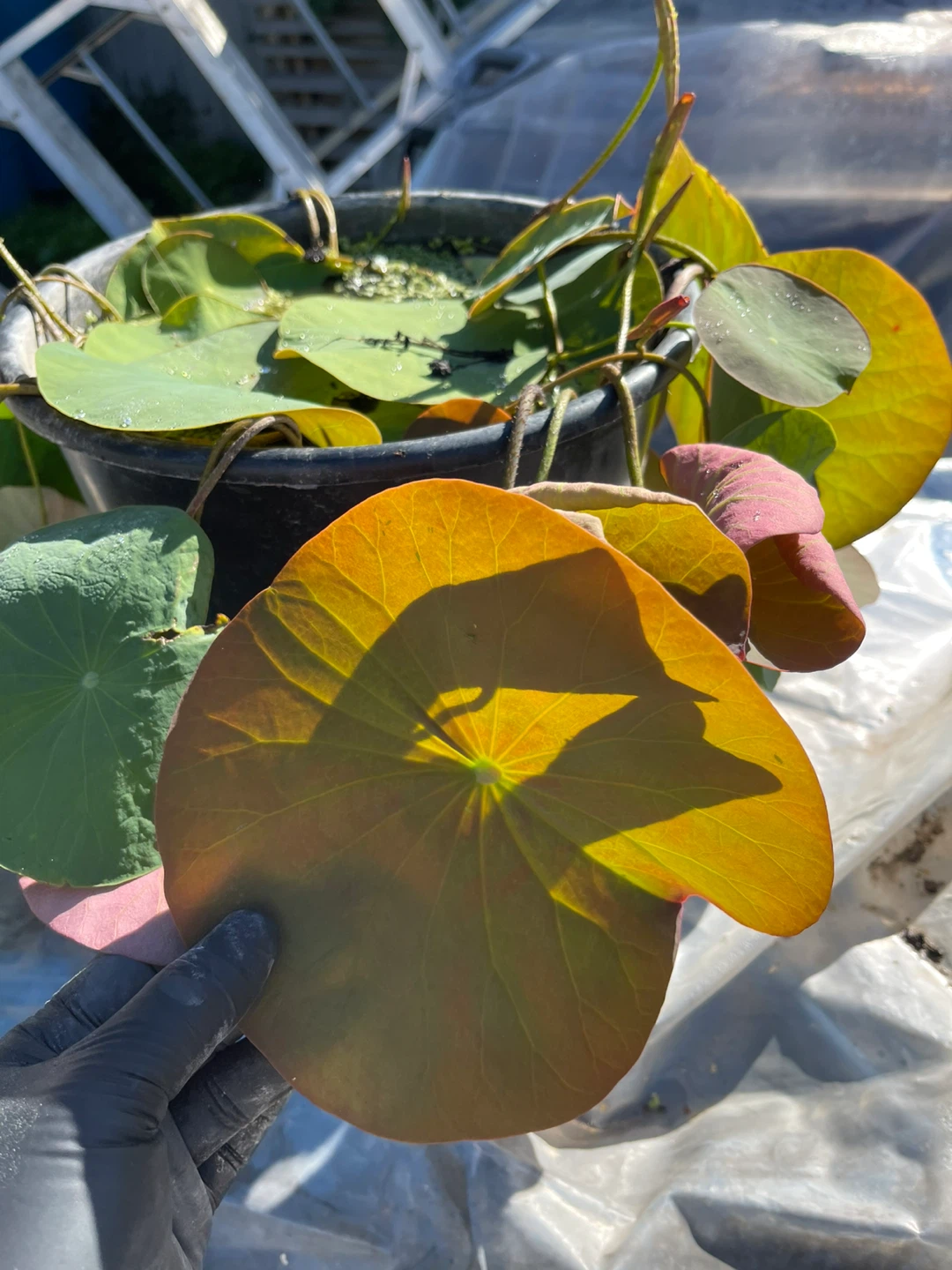 Lotus Plant - photo 3