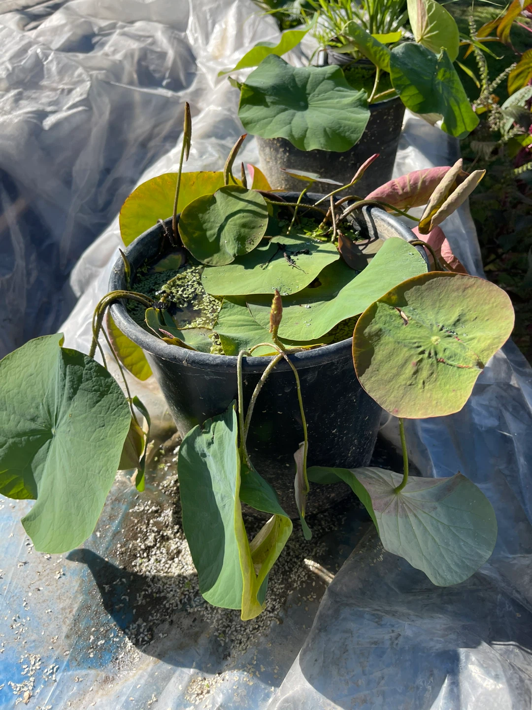 Lotus Plant - photo 4