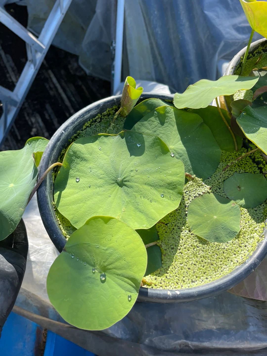 Lotus Plant - photo 5