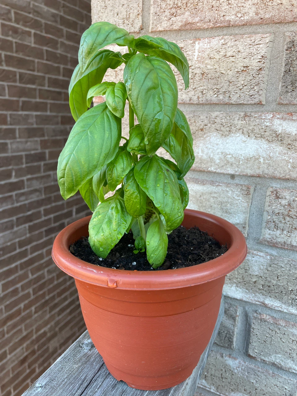 Fresh Potted Basil Plant
