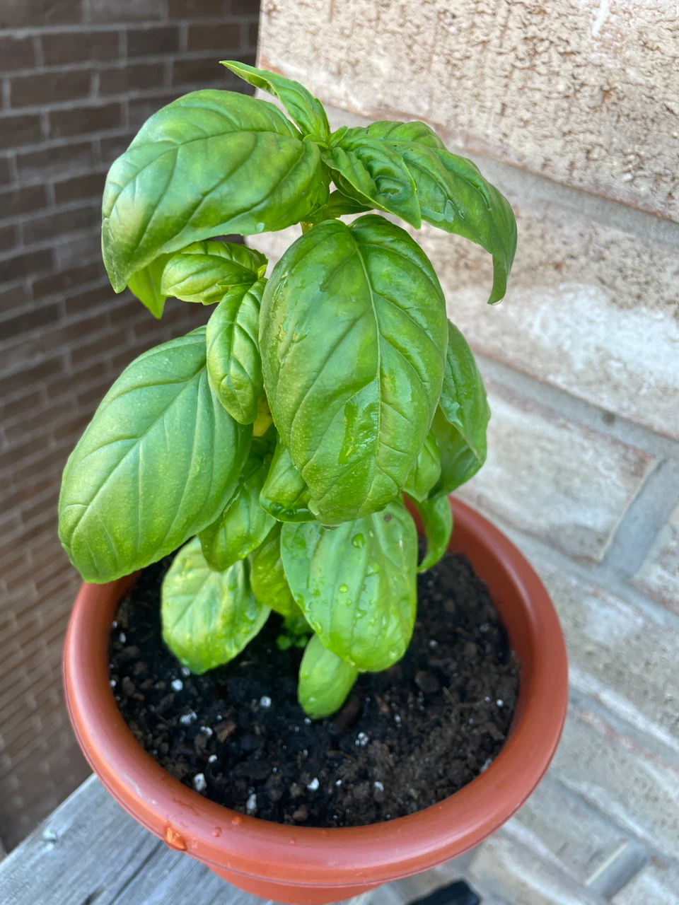 Fresh Potted Basil Plant - photo 2
