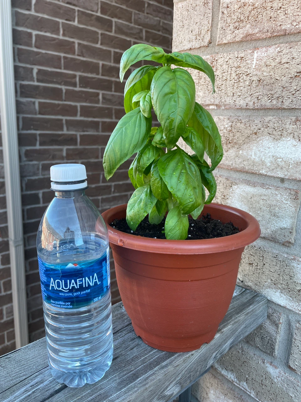 Fresh Potted Basil Plant - photo 3