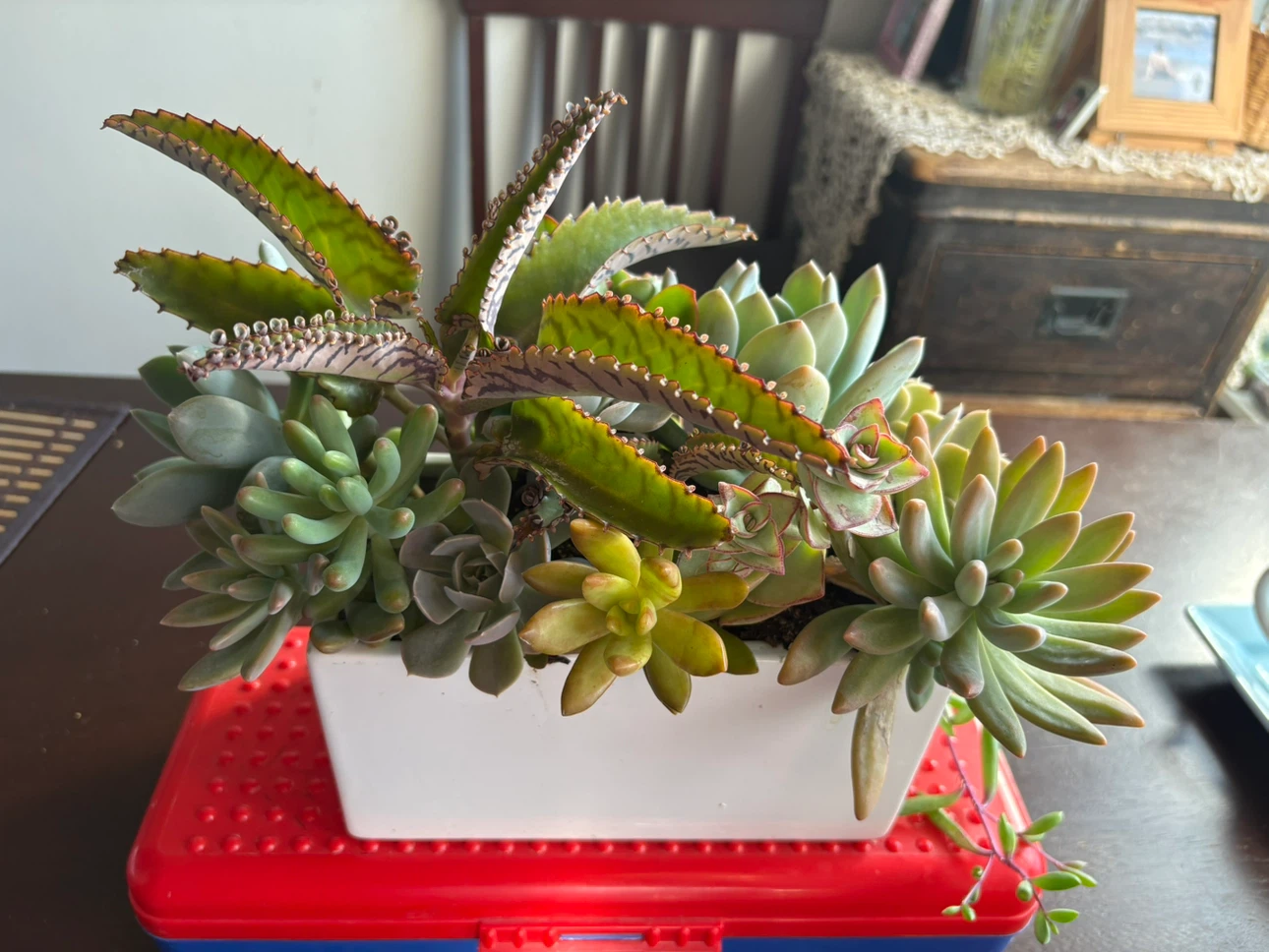 Succulent garden in white rectangular planter
