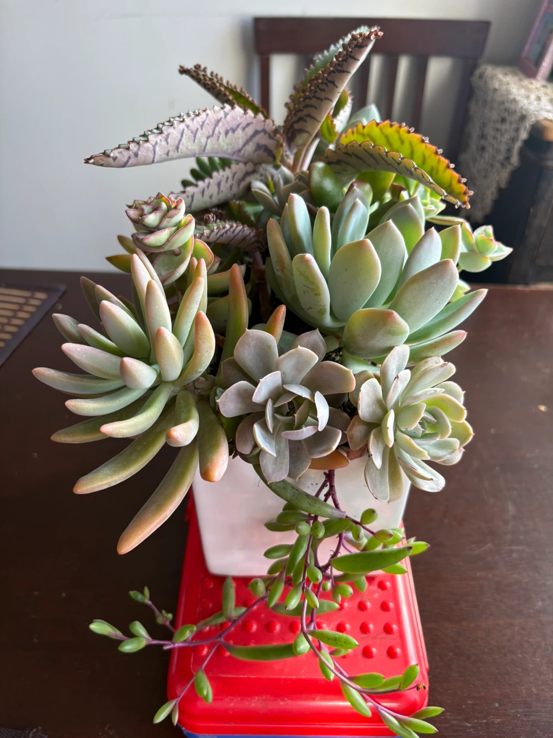 Succulent garden in white rectangular planter - photo 2