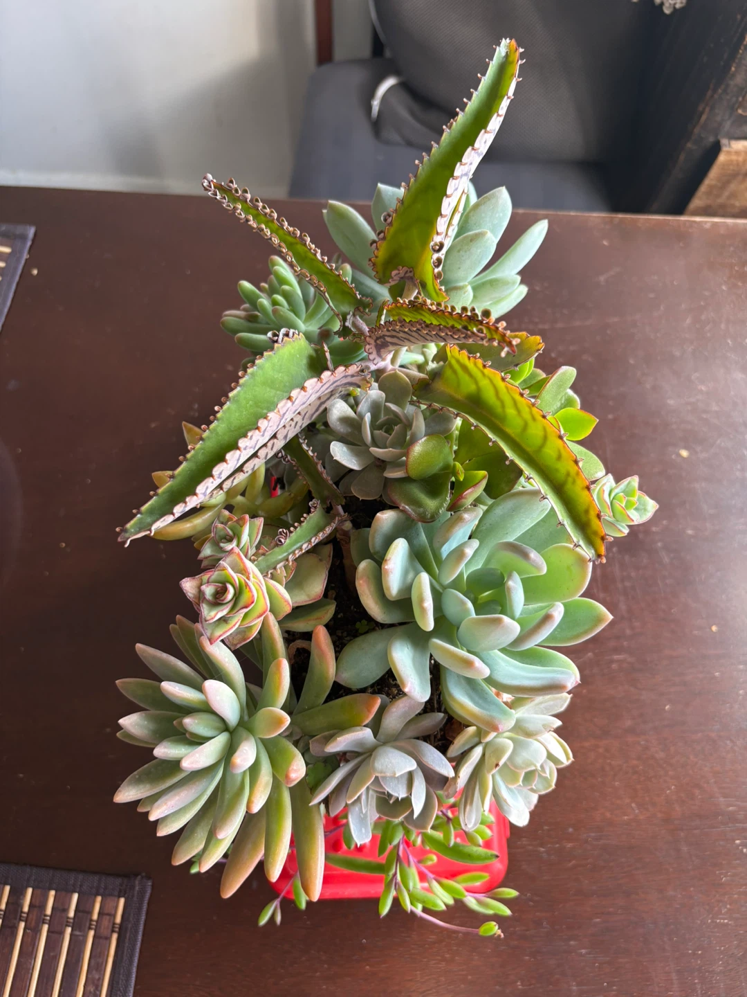 Succulent garden in white rectangular planter - photo 3