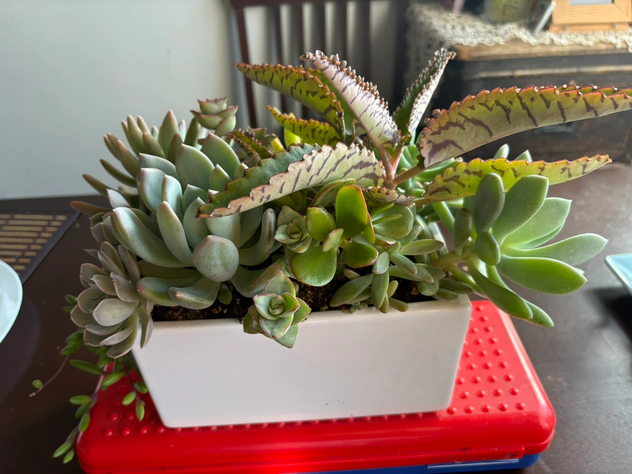 Succulent garden in white rectangular planter - photo 4