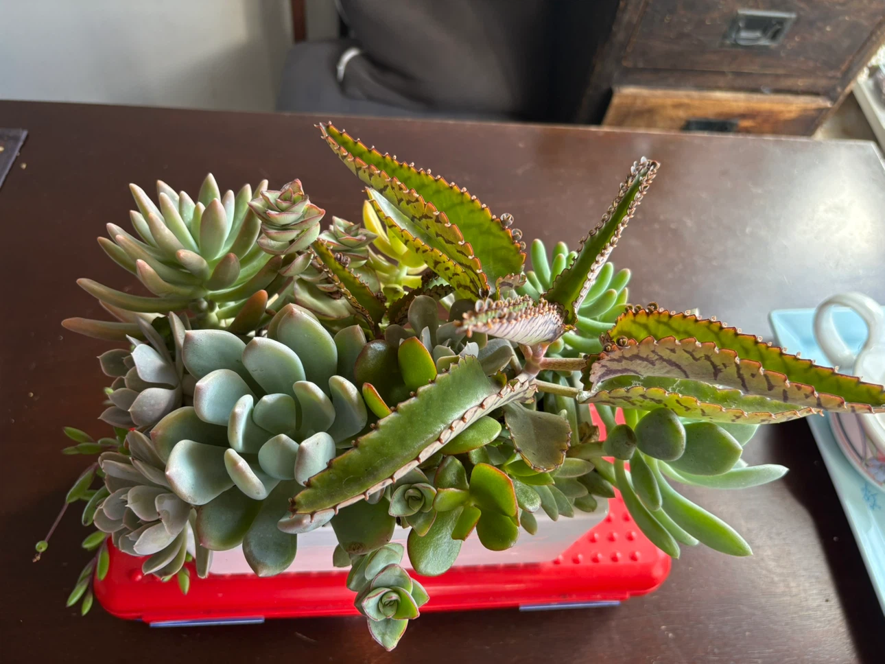 Succulent garden in white rectangular planter - photo 5