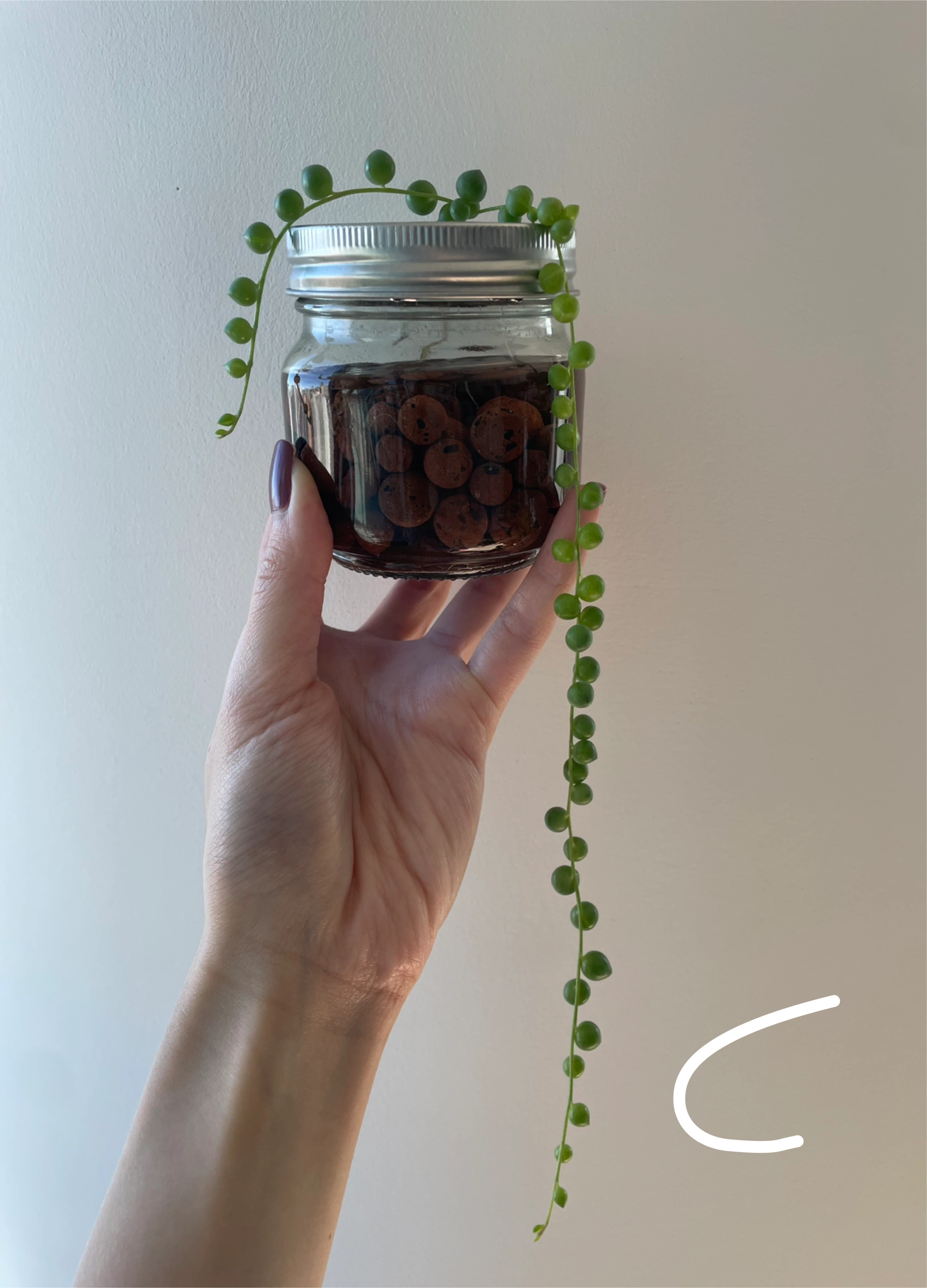 String of Pearls (cuttings or potted starting from $4) - photo 3