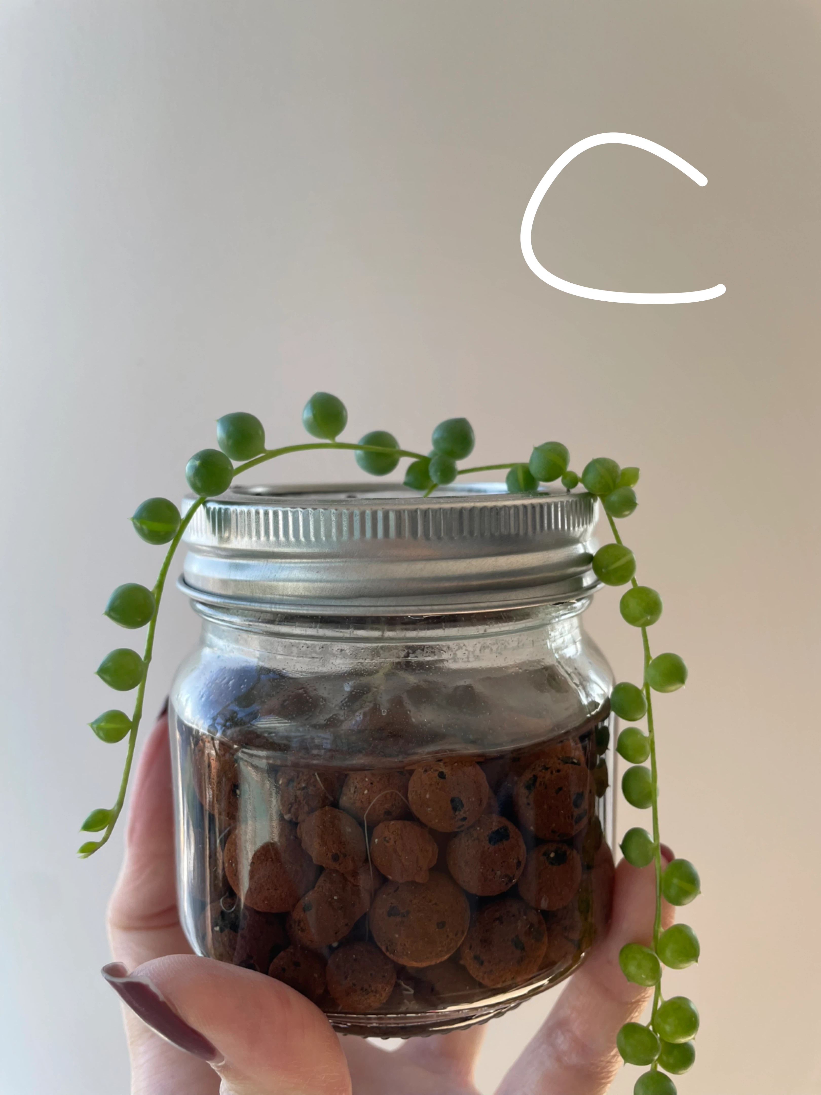 String of Pearls (cuttings or potted starting from $4) - photo 4