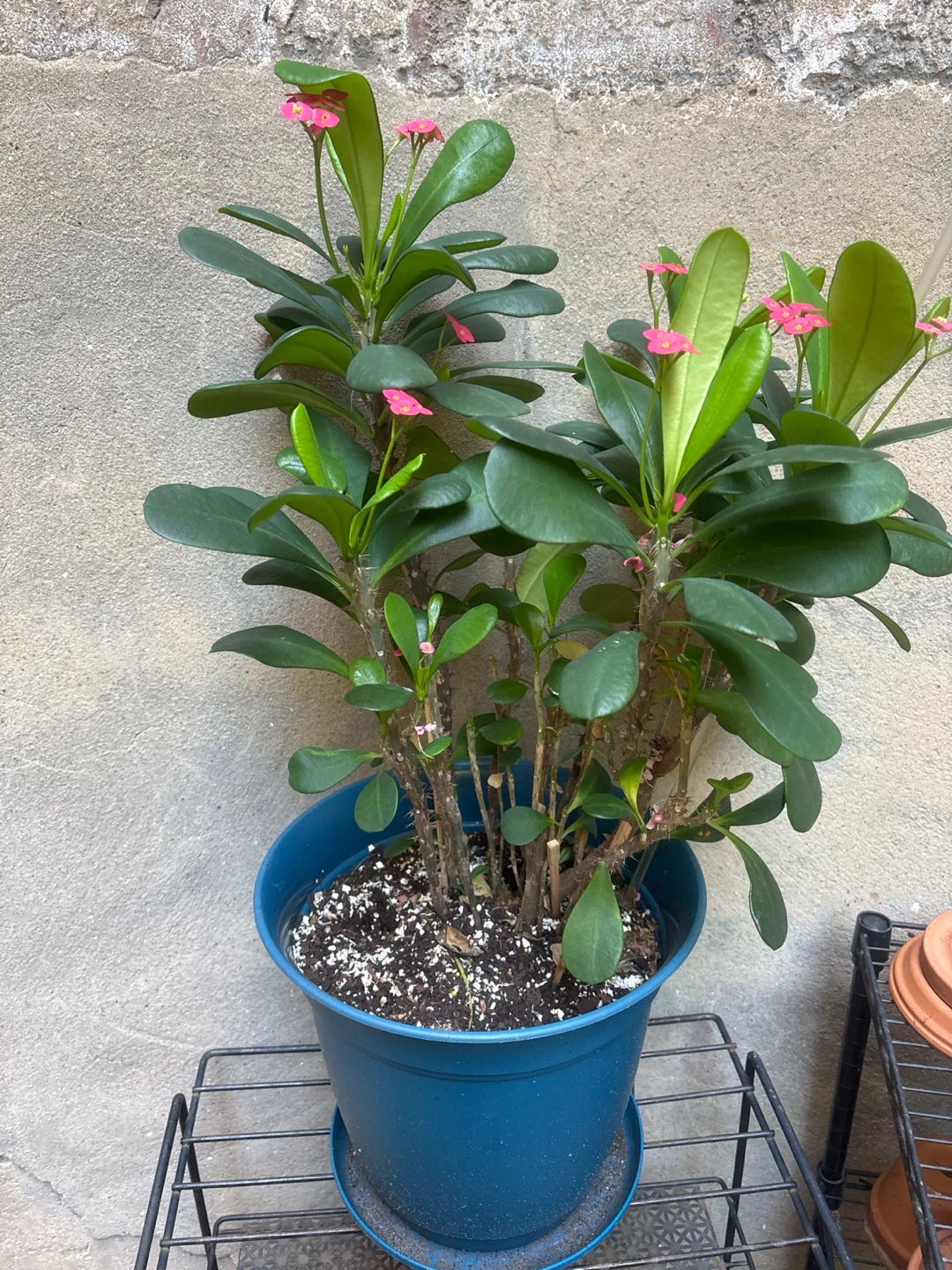 Crown of Thorns Plant in Blue Pot