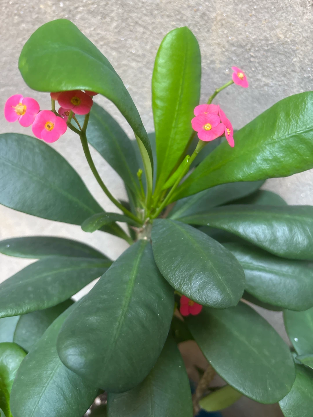 Crown of Thorns Plant in Blue Pot - photo 2
