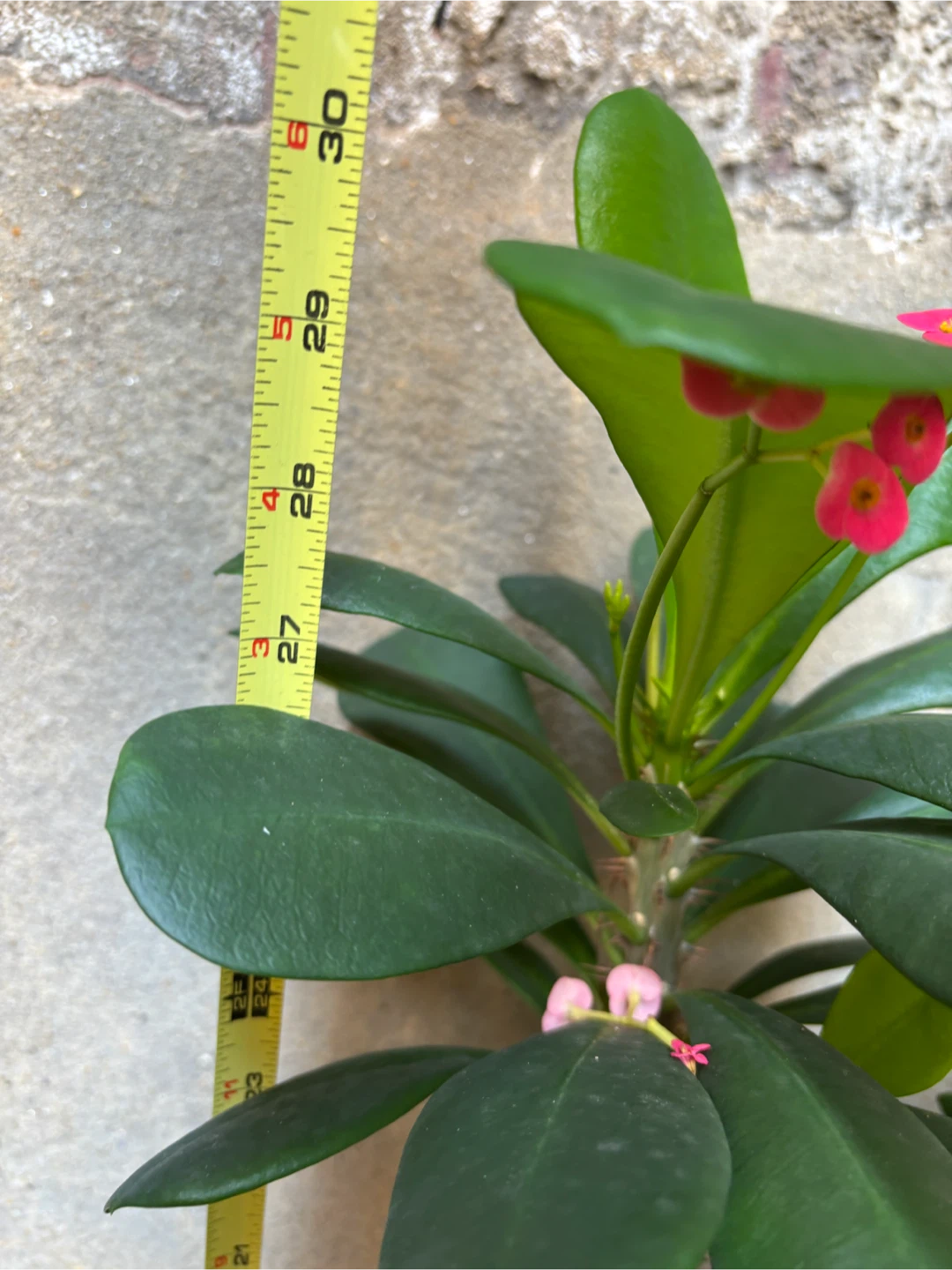 Crown of Thorns Plant in Blue Pot - photo 3