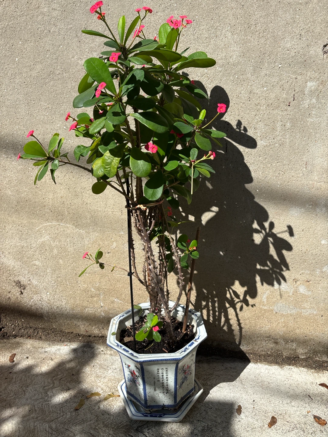 Crown of Thorns Plant