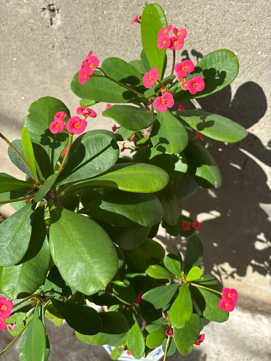 Crown of Thorns Plant - photo 2