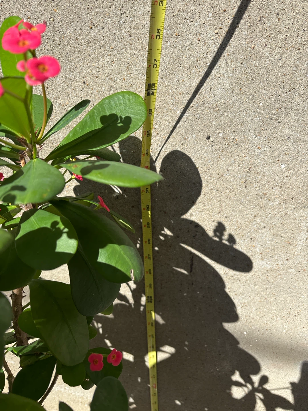 Crown of Thorns Plant - photo 3