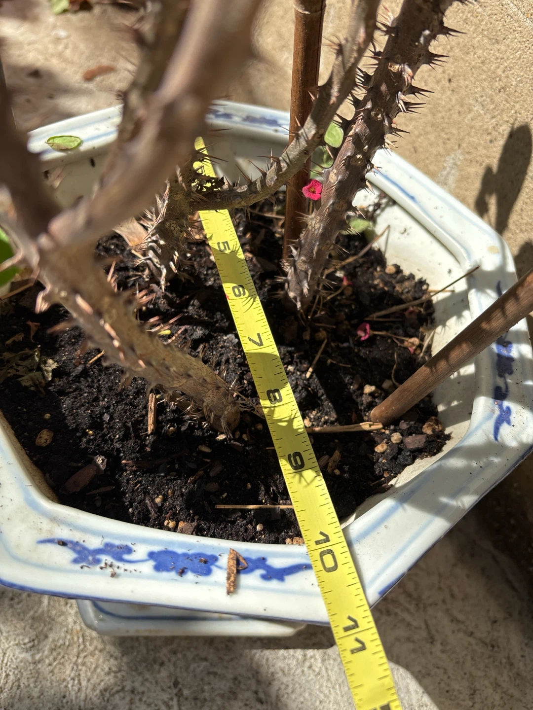 Crown of Thorns Plant - photo 4
