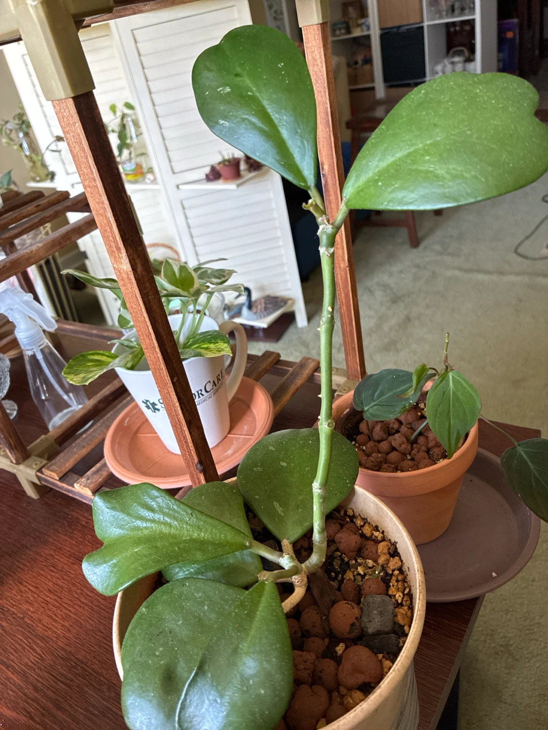 Hoya Kerrii Plant - photo 4