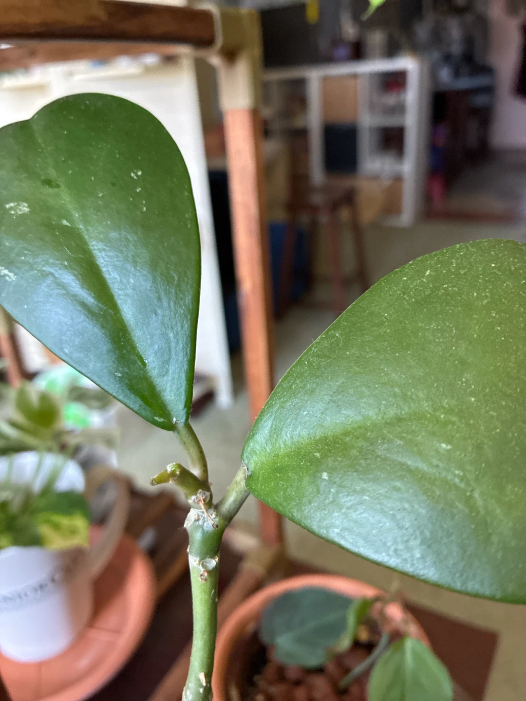 Hoya Kerrii Plant - photo 5