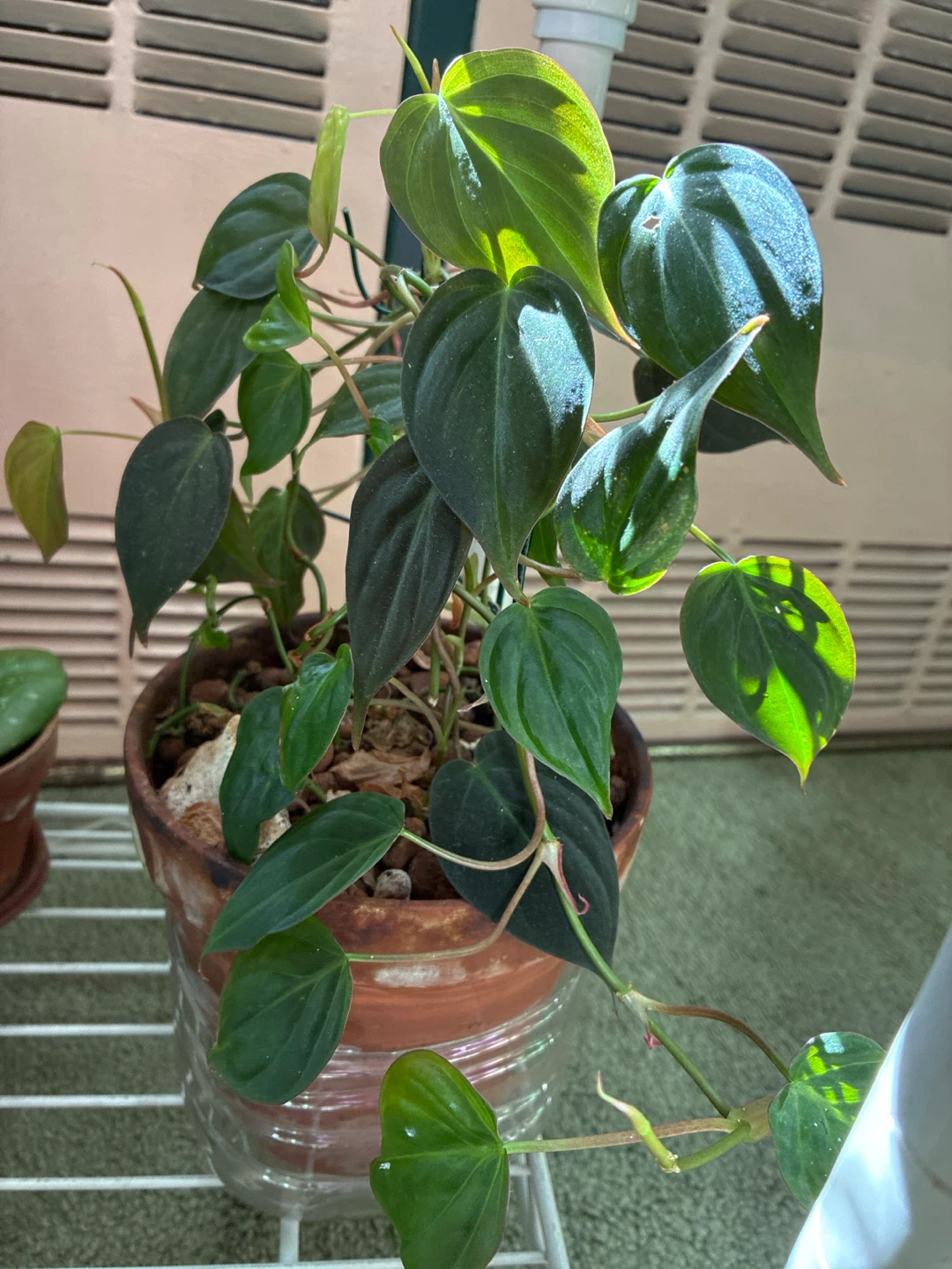 Philodendron Micans in Terracotta Pot
