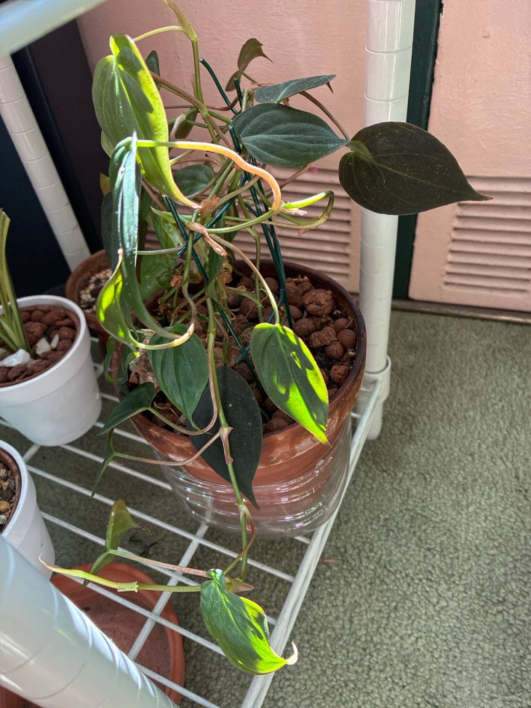Philodendron Micans in Terracotta Pot - photo 2