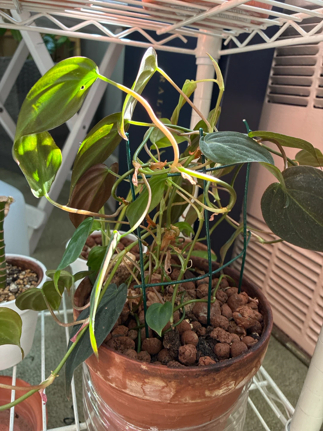 Philodendron Micans in Terracotta Pot - photo 3