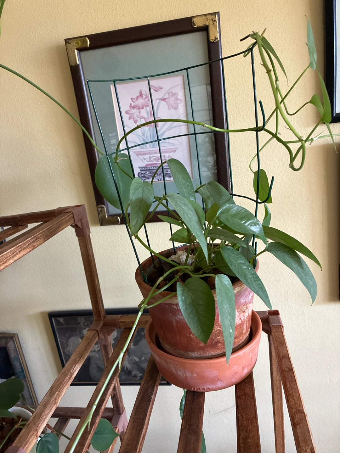Cebu blue Pothos Houseplant with Trellis