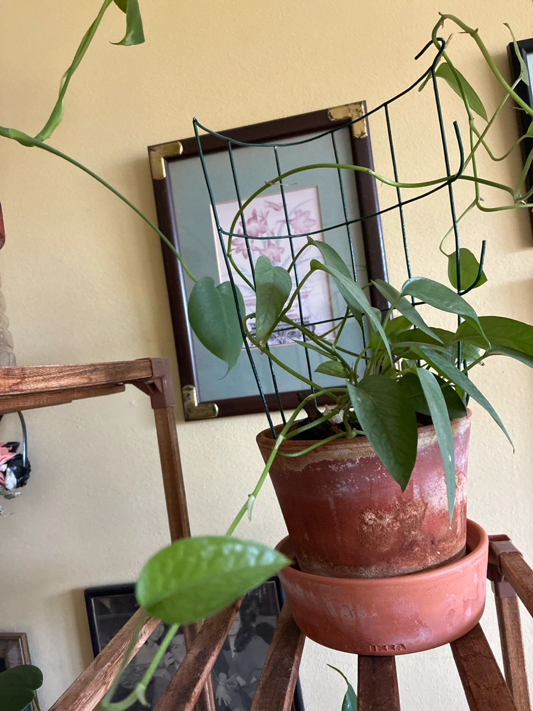 Cebu blue Pothos Houseplant with Trellis - photo 2