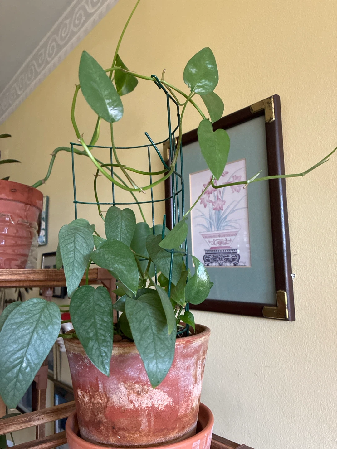 Cebu blue Pothos Houseplant with Trellis - photo 3