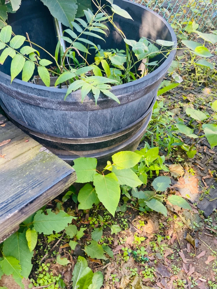 Set of Two Large Plastic Planters