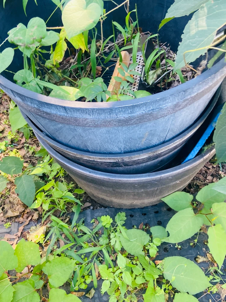 Set of Two Large Plastic Planters - photo 3