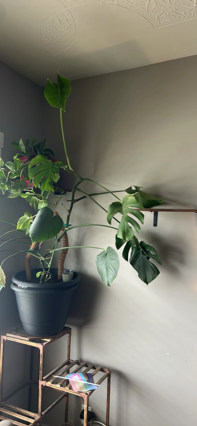 Large Monstera Deliciosa Houseplant