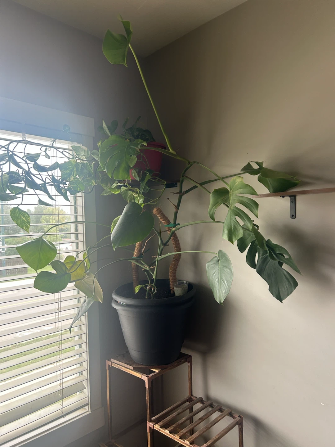 Large Monstera Deliciosa Houseplant - photo 2